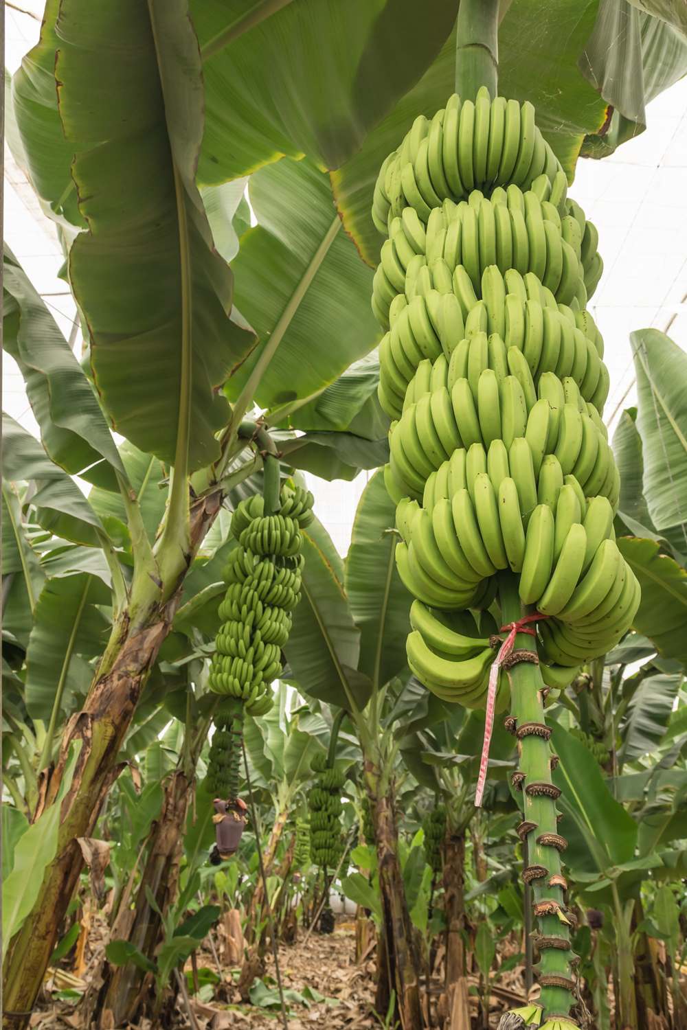 Bananplantasje og banantre på Gran Canaria