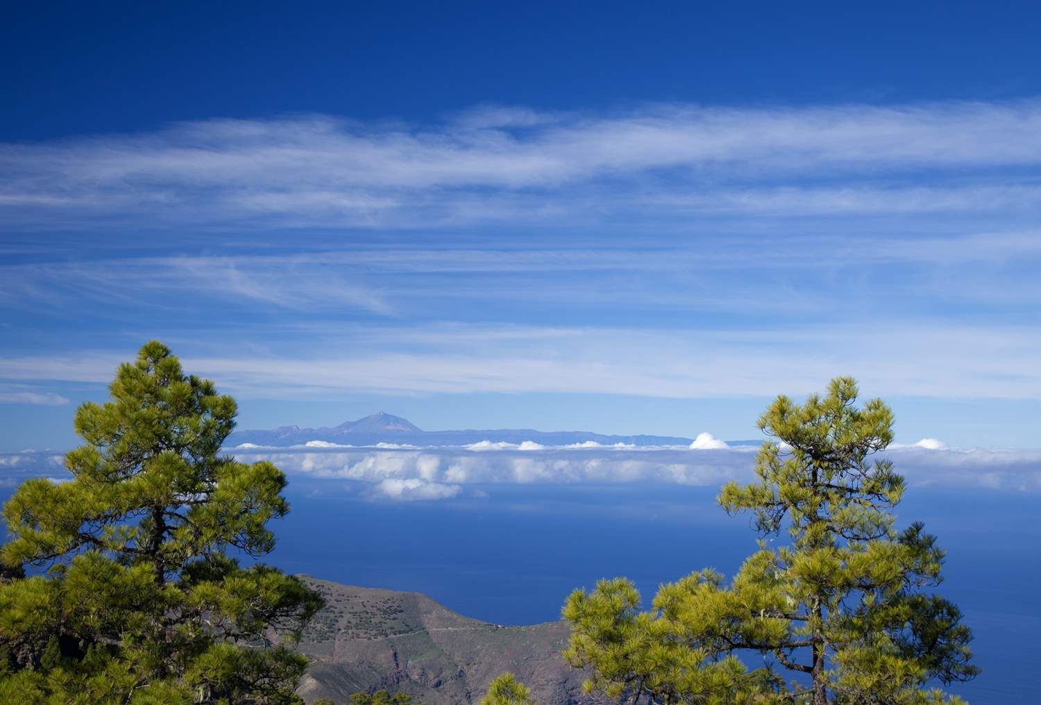 Tamadaba naturpark med trær, fin himmel og flott utsikt mot Teide-fjellet på Tenerife.